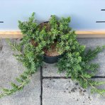 Borievka pobrežná (Juniperus conferta) ´BLUE PACIFIC´ – ⌀ 50-80 cm, kont. C3L